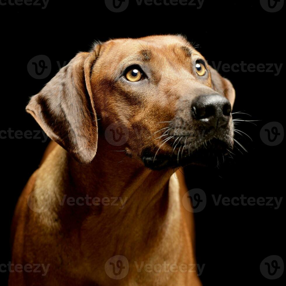 Portrait of an adorable Rhodesian ridgeback photo