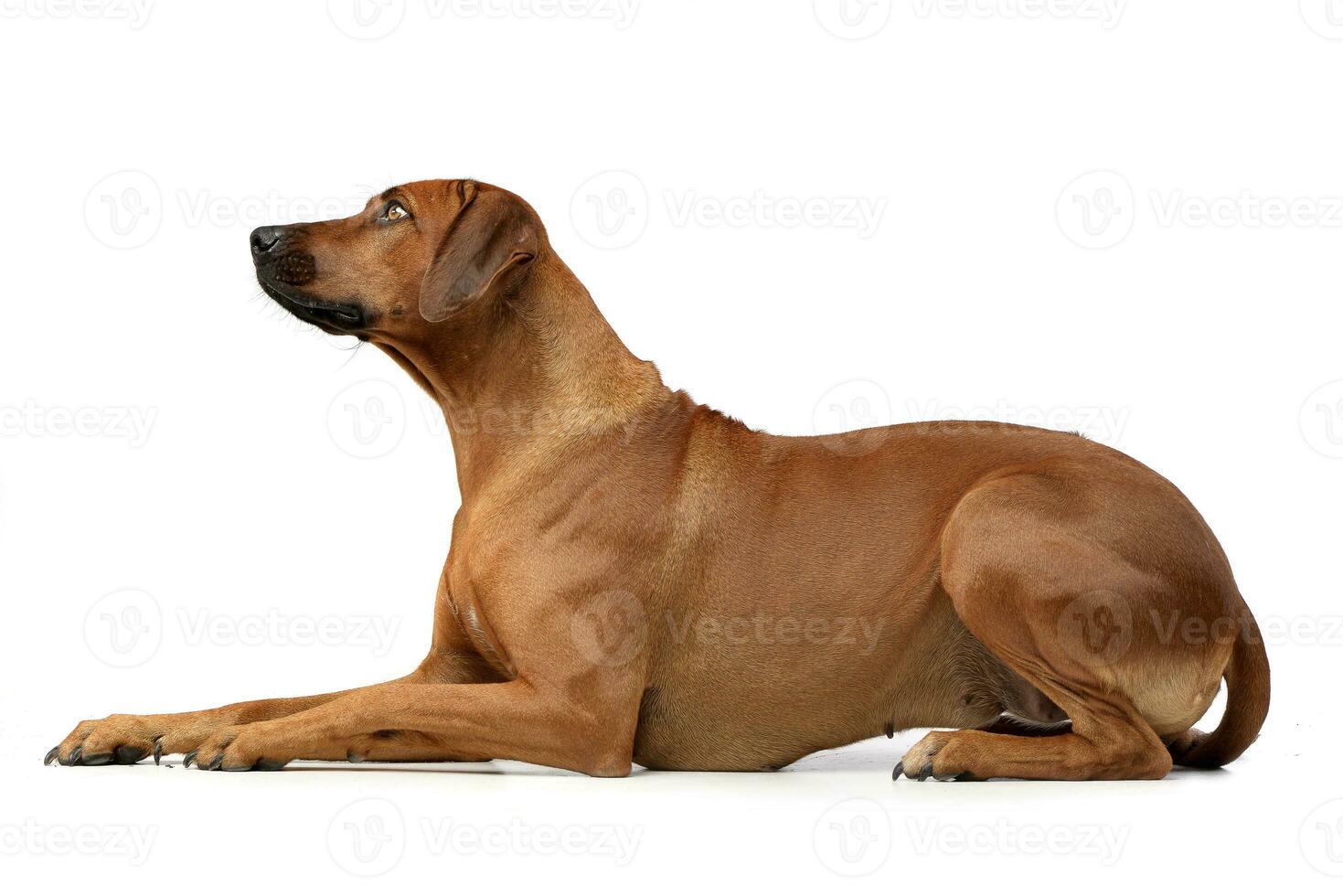 estudio Disparo de un adorable rodesiano ridgeback foto