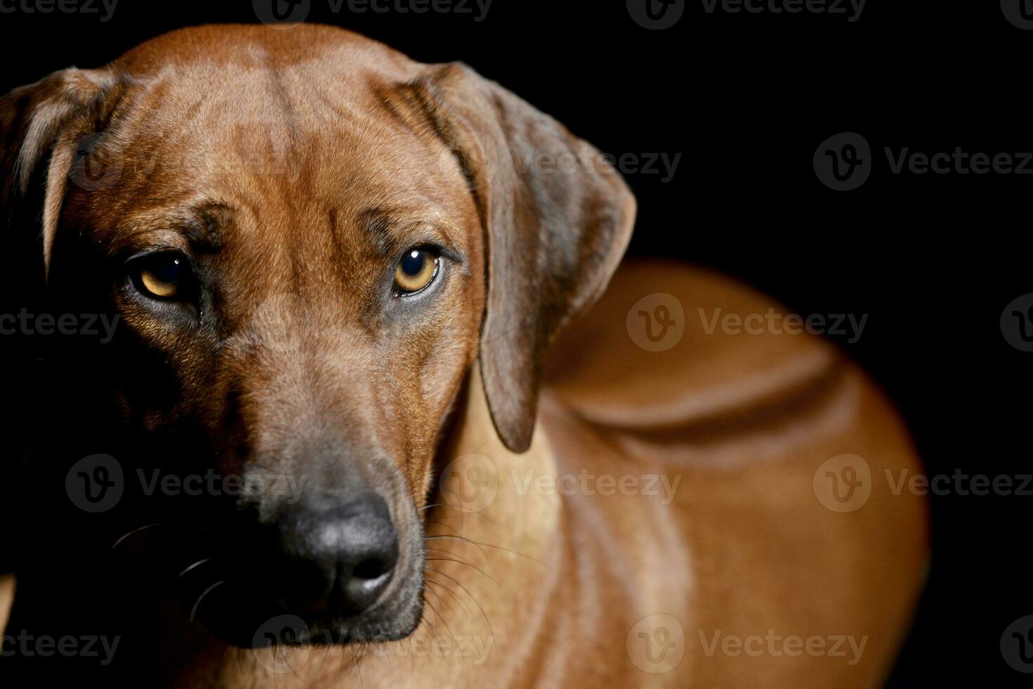 Portrait of an adorable Rhodesian ridgeback photo