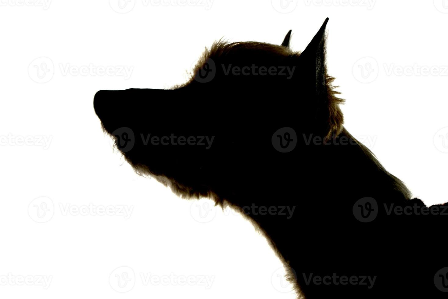 Silhouette of an adorable Yorkshire terrier photo
