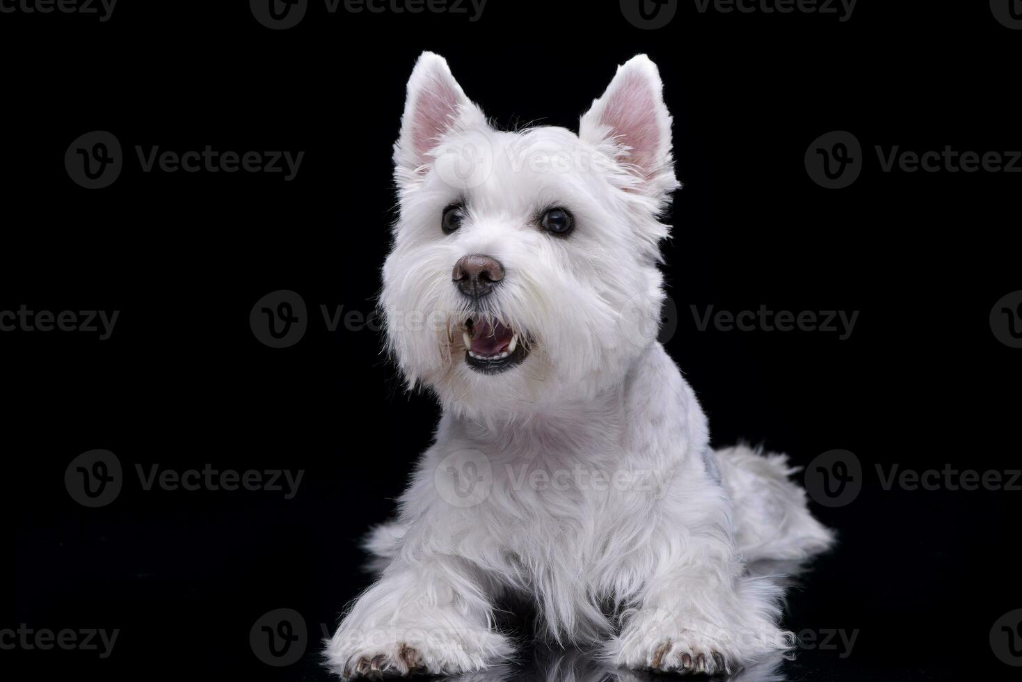 Studio shot of an adorable West Highland White Terrier photo