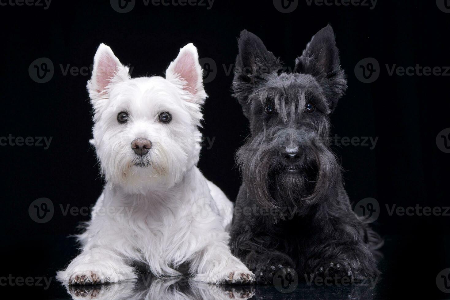 An adorable West Highland White Terrier and a Scottish terrier photo