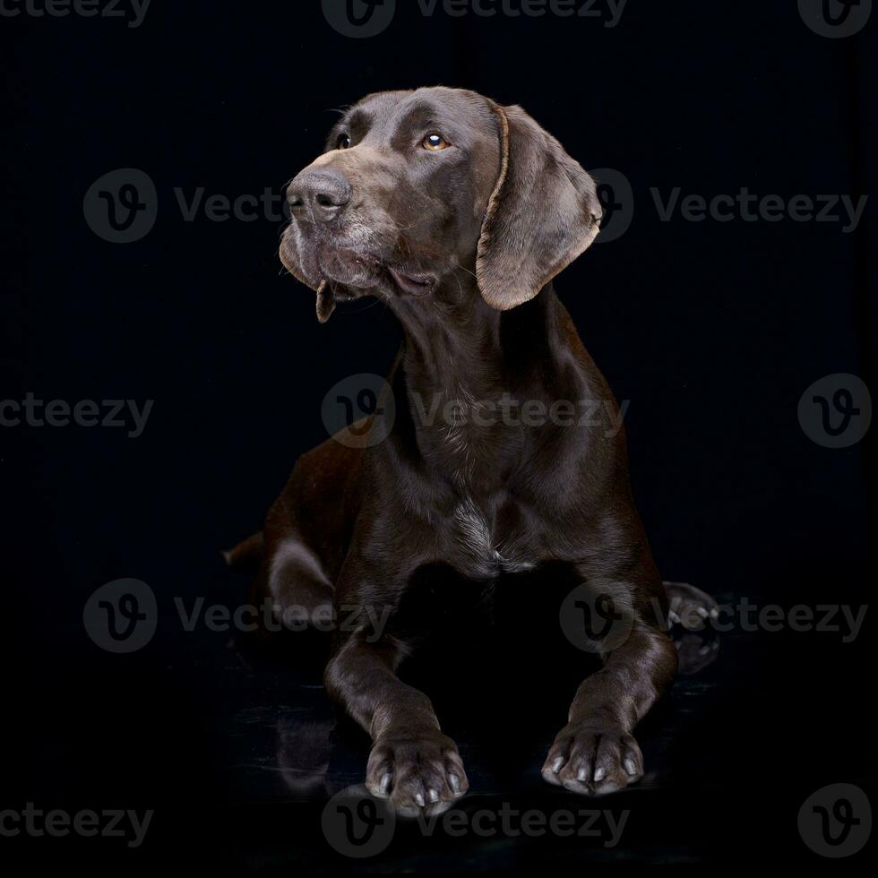 Studio shot of an adorable deutsch kurzhaar photo