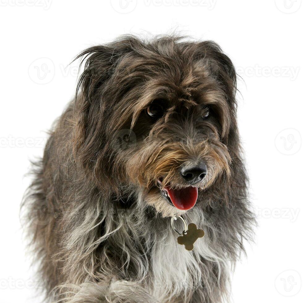 Studio shot of an adorable mixed breed dog photo