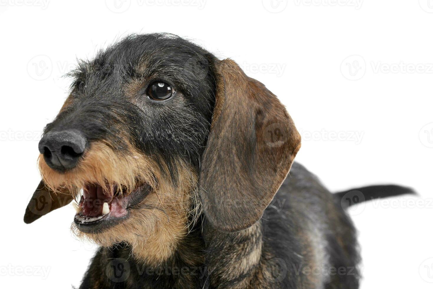 Portrait of an adorable Dachshund photo