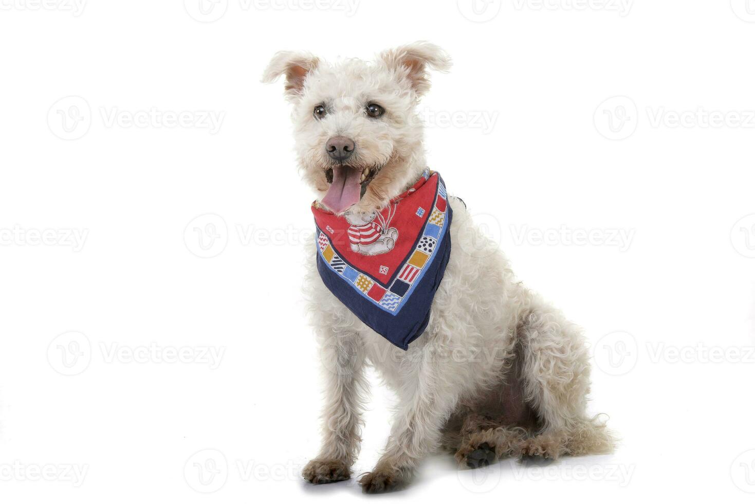 Studio shot of an adorable Poodle photo