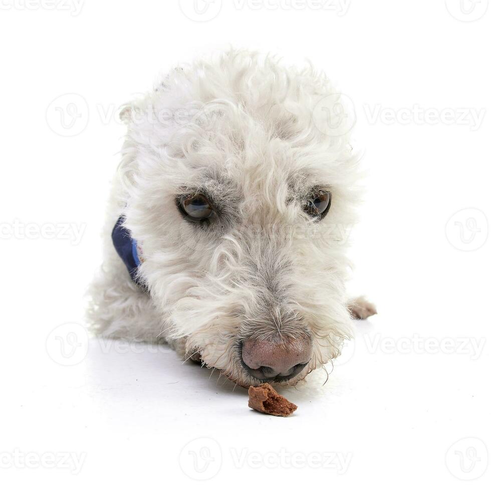 Wide angle portrait of an adorable Poodle photo