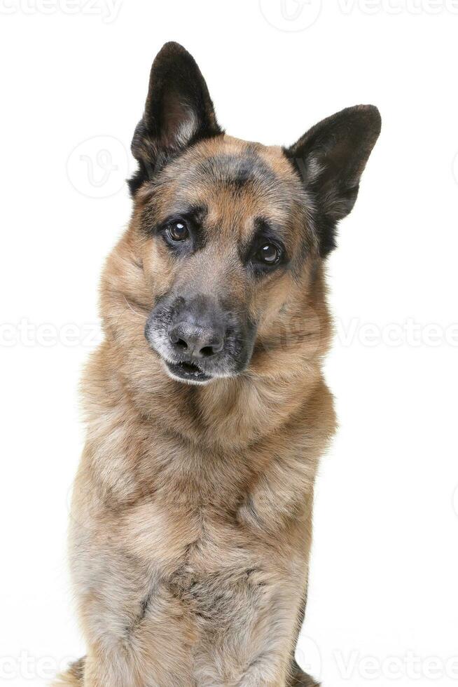 Portrait of an adorable german shepherd dog photo