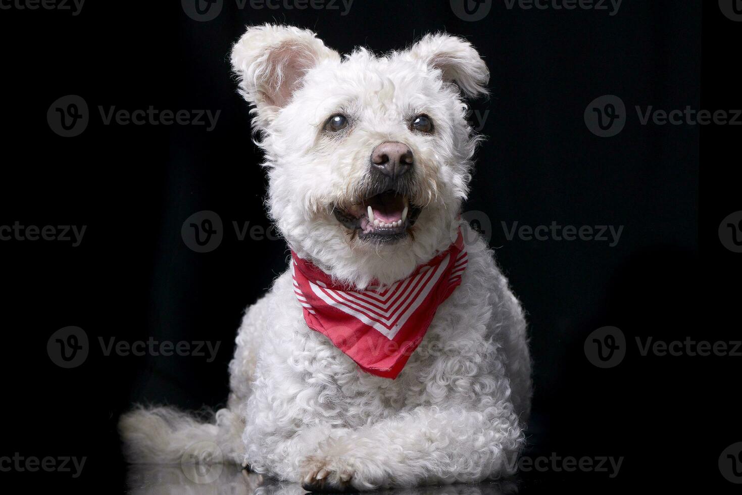 Studio shot of an adorable Poodle photo