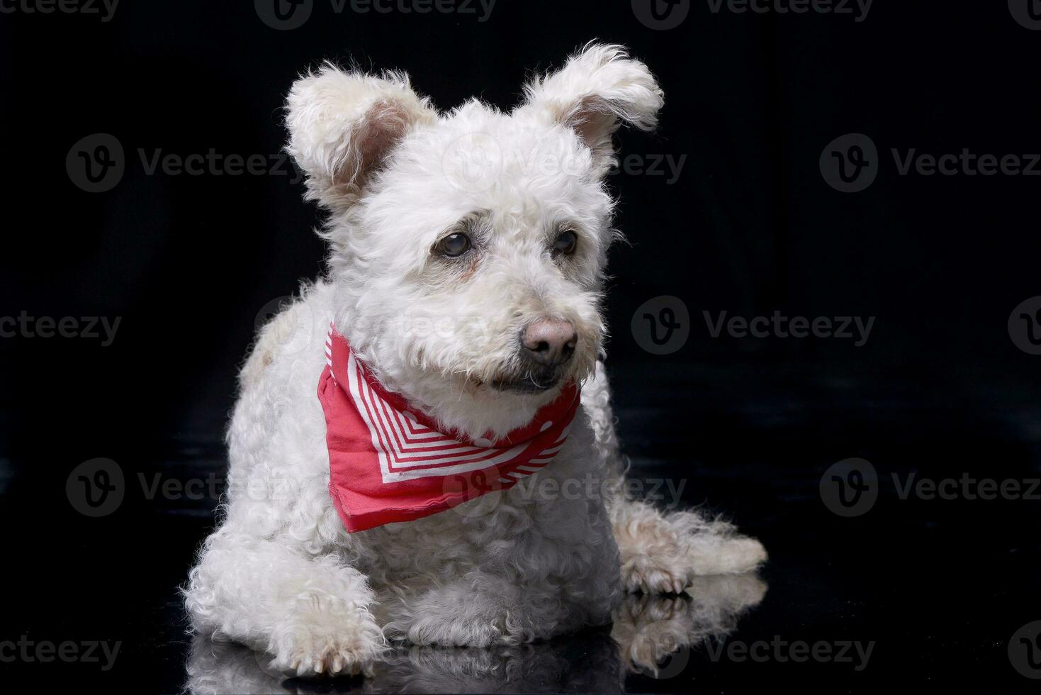 Studio shot of an adorable Poodle photo