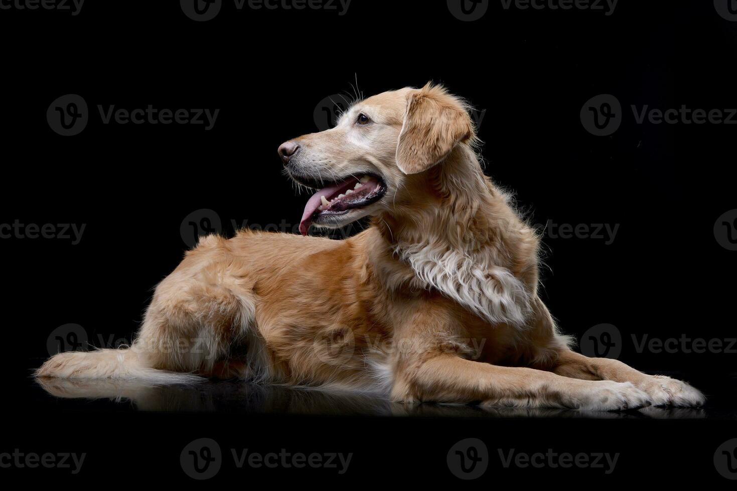 Studio shot of an adorable Golden retriever photo