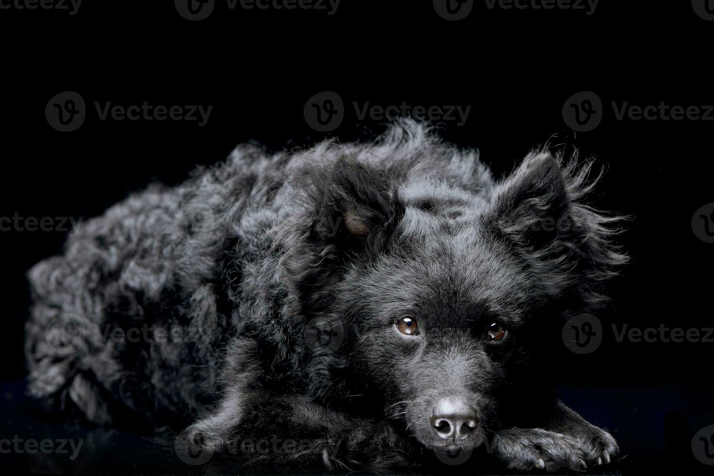 estudio Disparo de un adorable Mudi perro foto