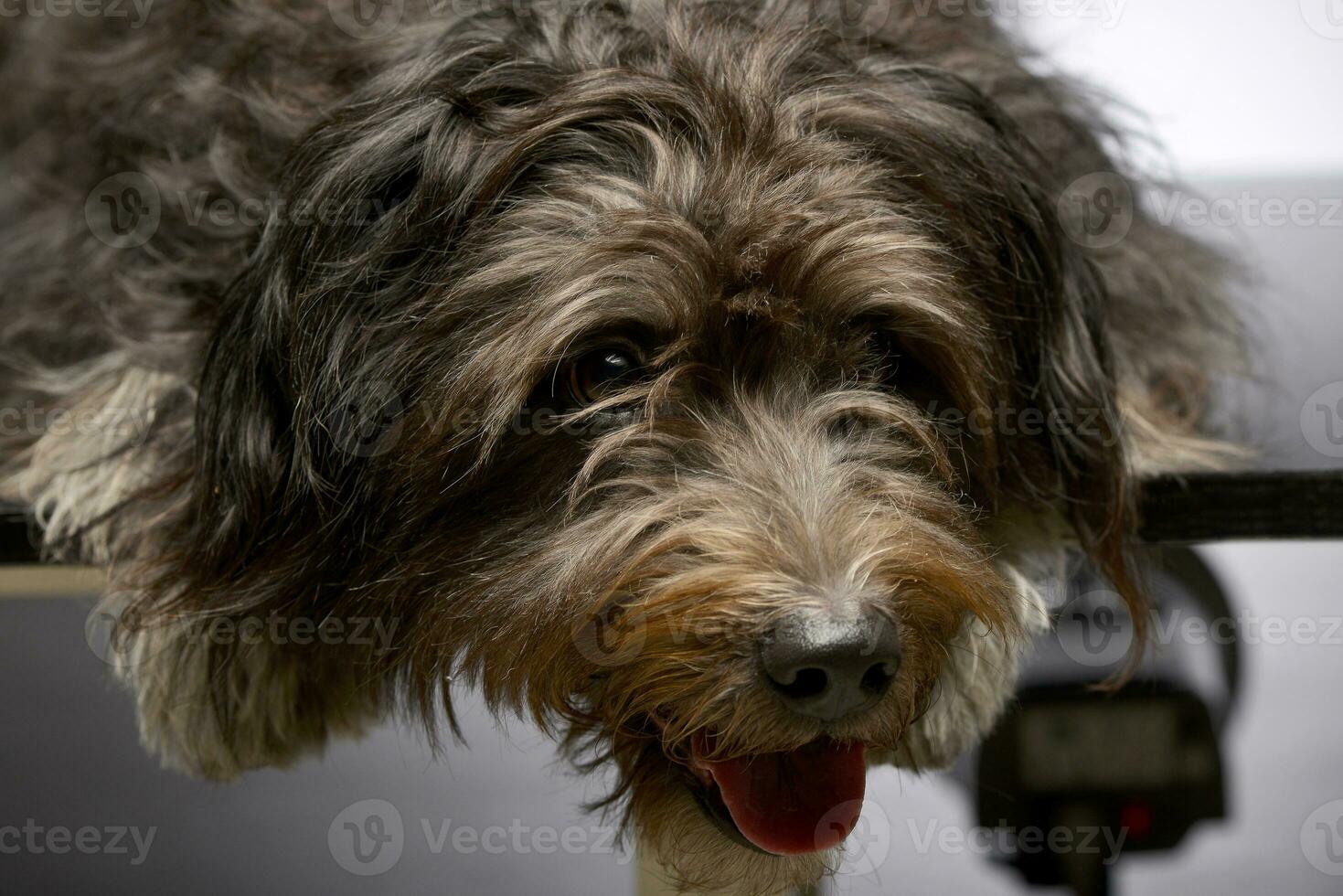 Portrait of an adorable mixed breed dog photo