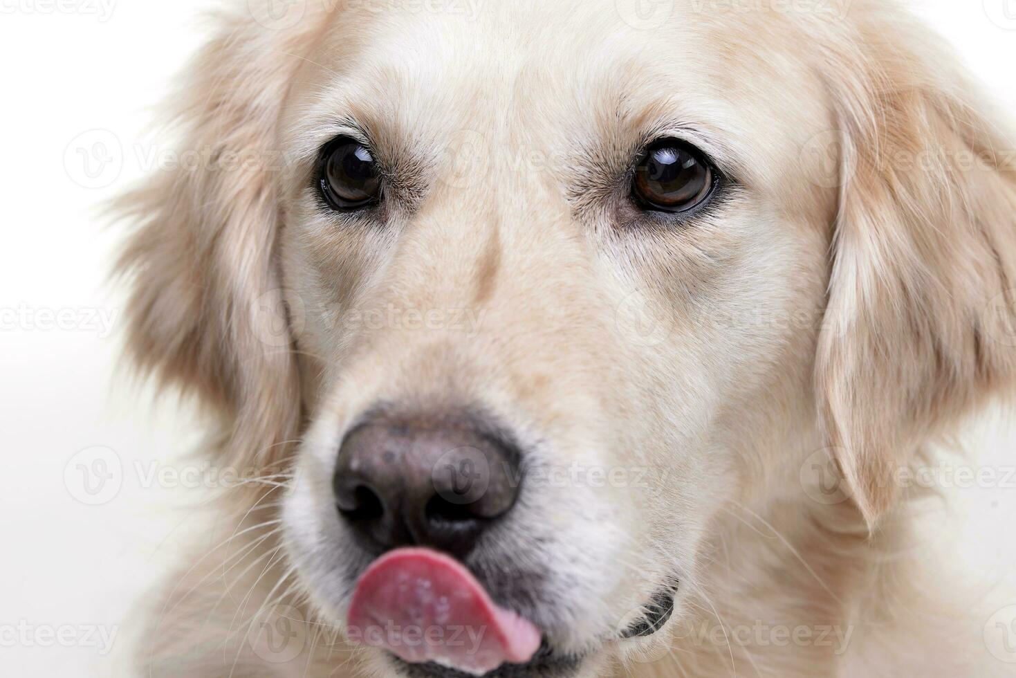 Portrait of an adorable Golden Retriever photo