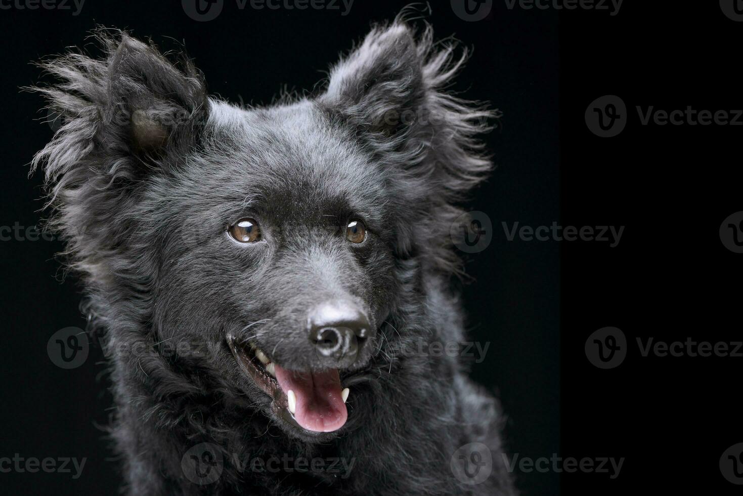 Portrait of an adorable Mudi dog photo