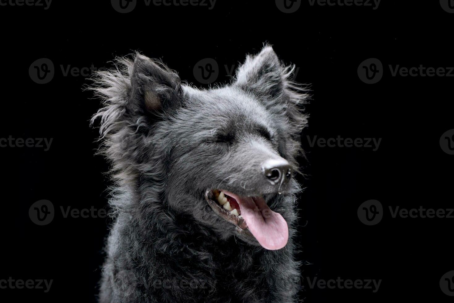 retrato de un adorable Mudi perro foto