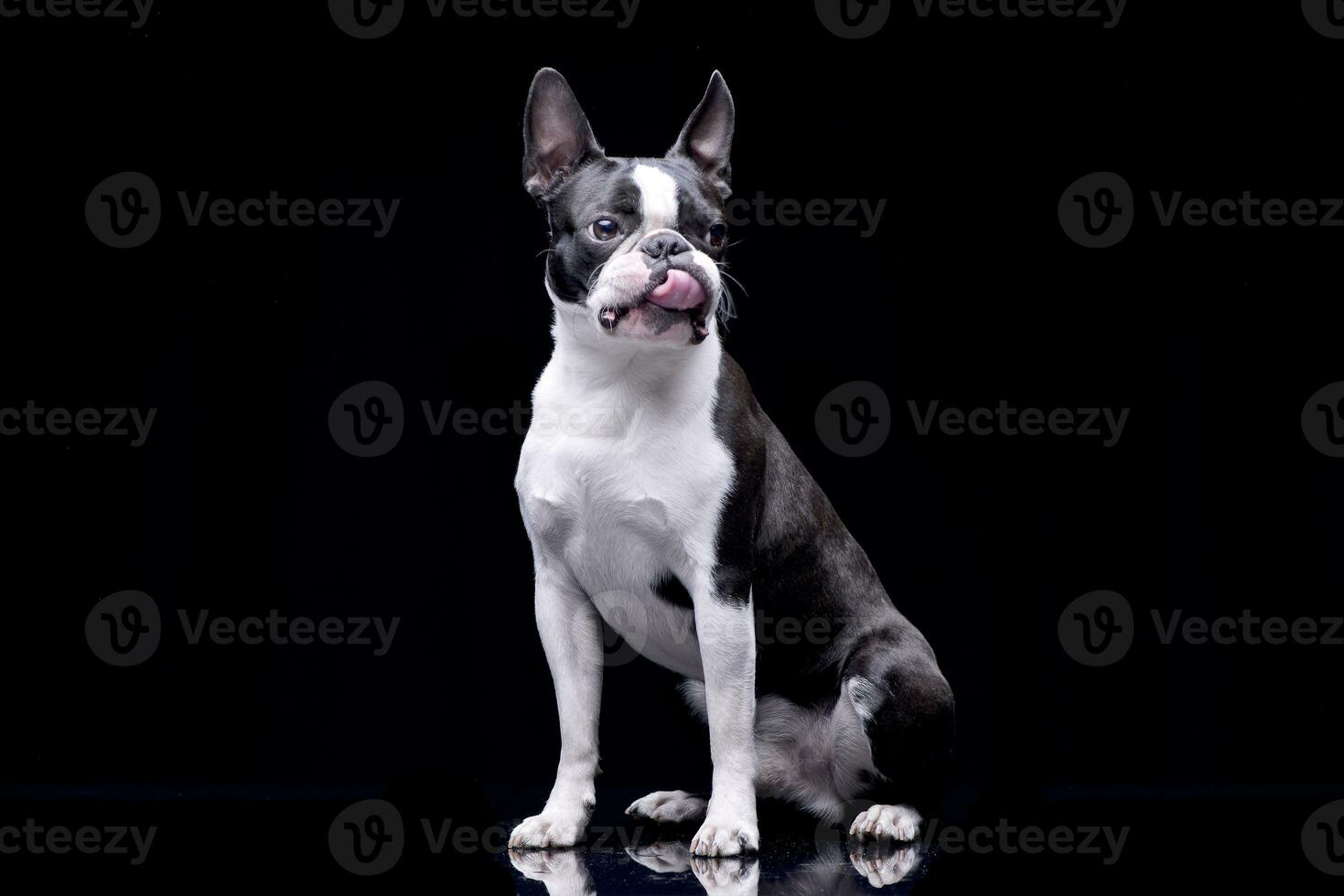 Studio shot of an adorable Boston Terrier photo