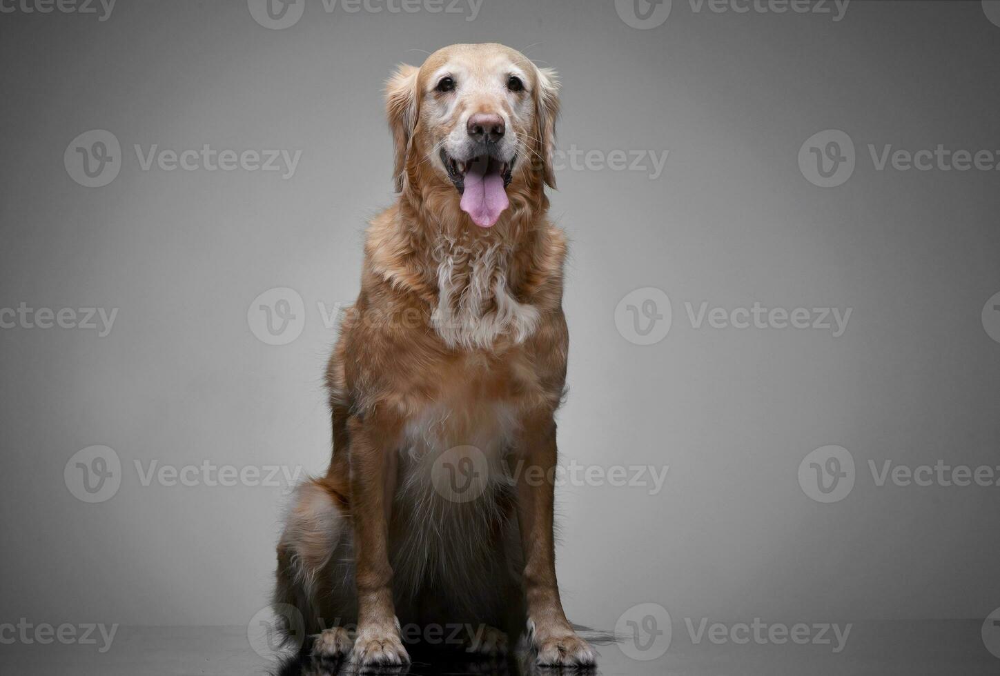 Studio shot of an adorable Golden retriever photo