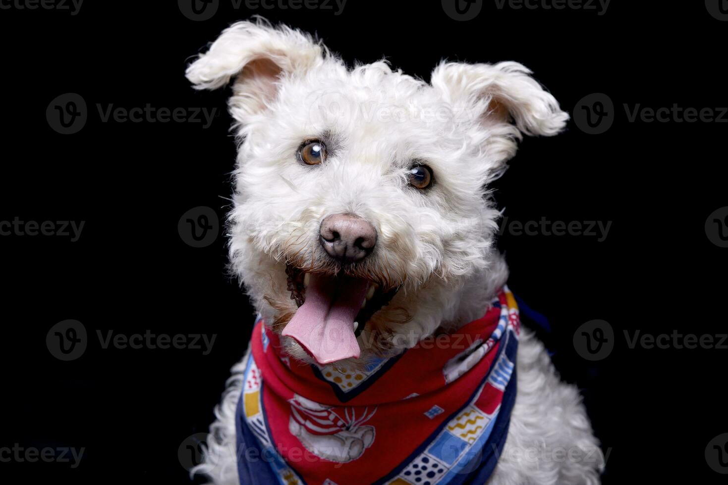 Studio shot of an adorable Poodle photo