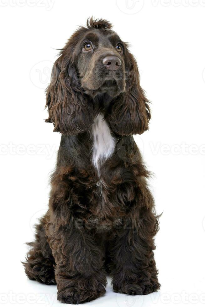 Studio shot of an adorable English Cocker Spaniel photo