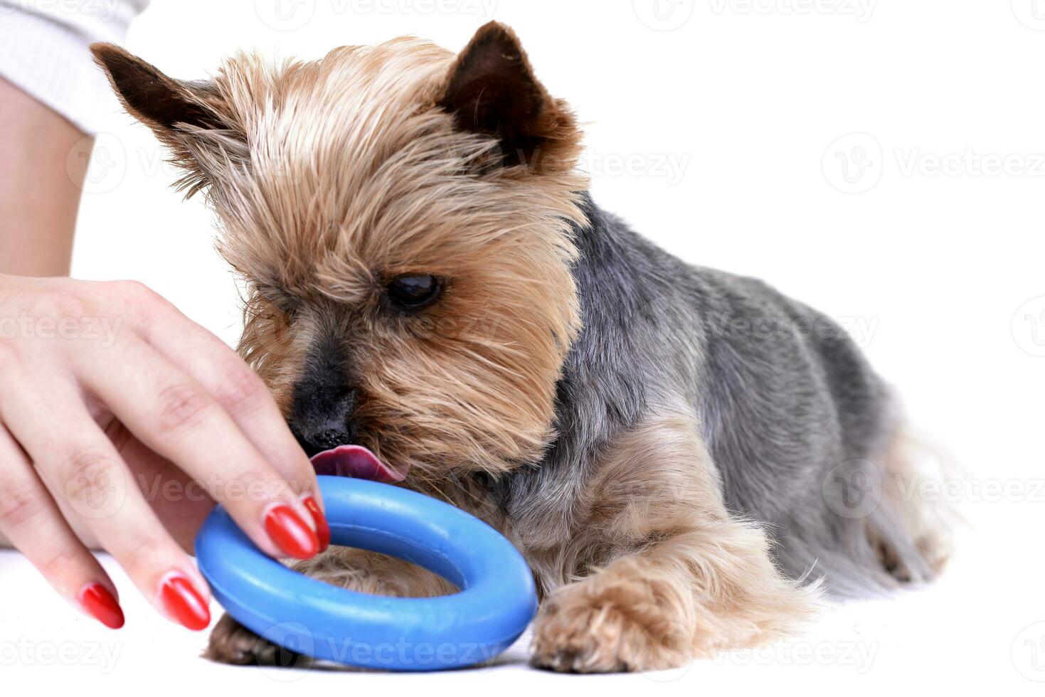 A cute Yorkshire Terrier with a blue rubber ring photo