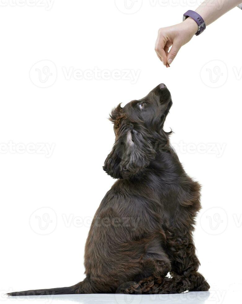 Dog trainer holding a food for an English Cocker Spaniel photo