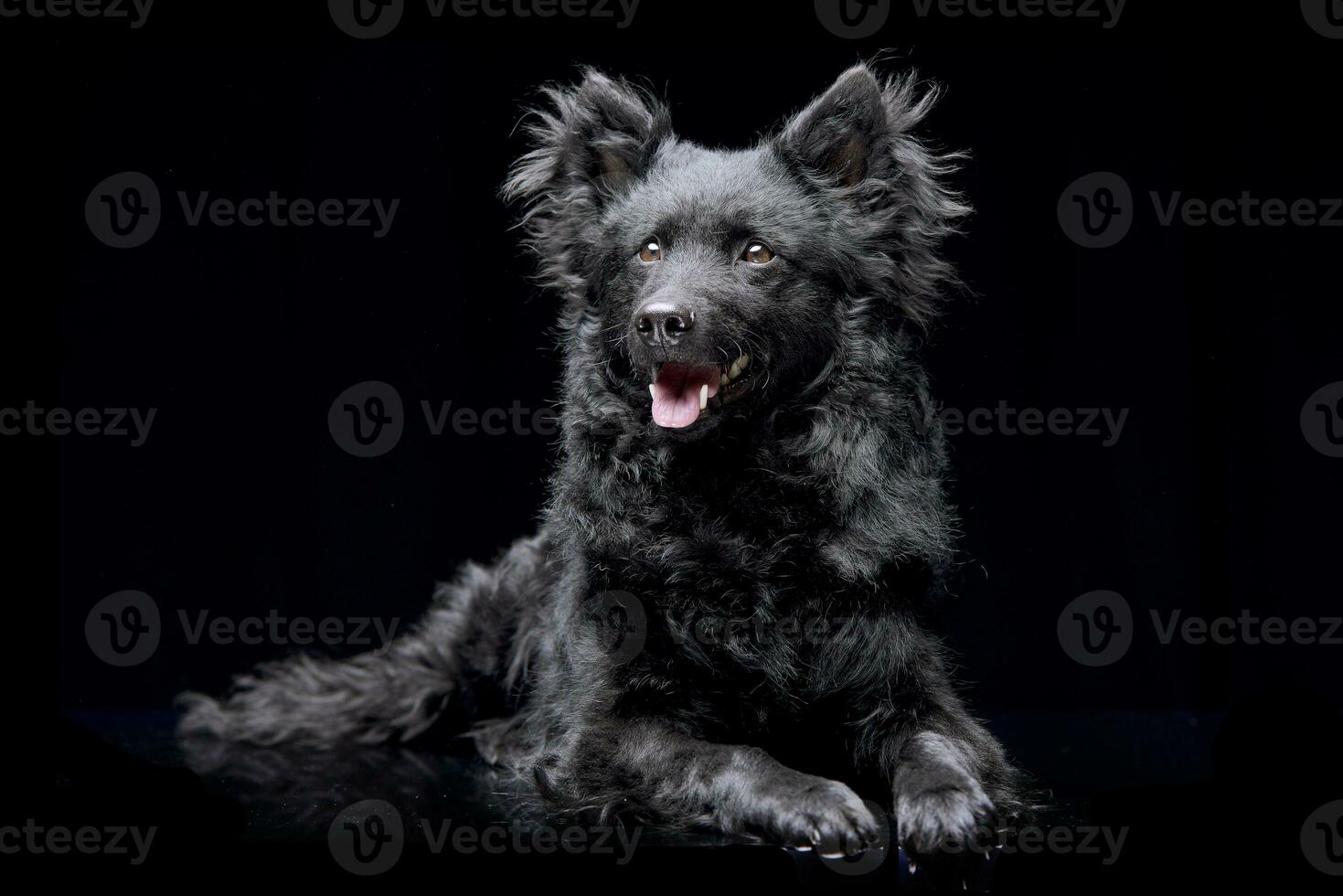 Studio shot of an adorable Mudi dog photo