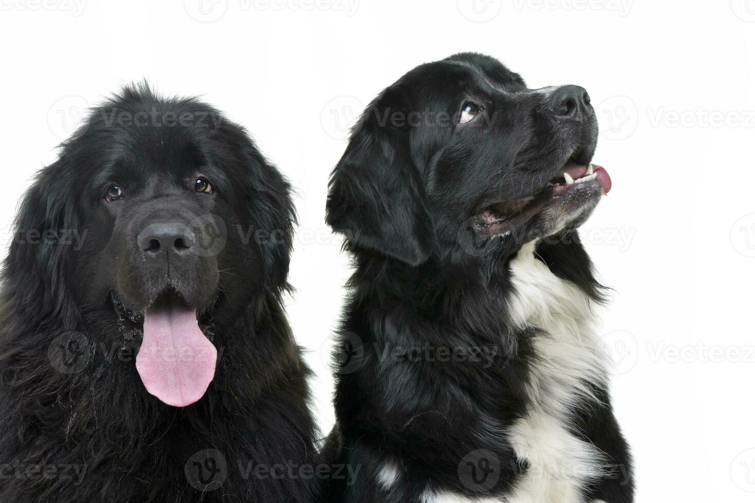 Studio shot of two adorable Newfoundland dogs photo