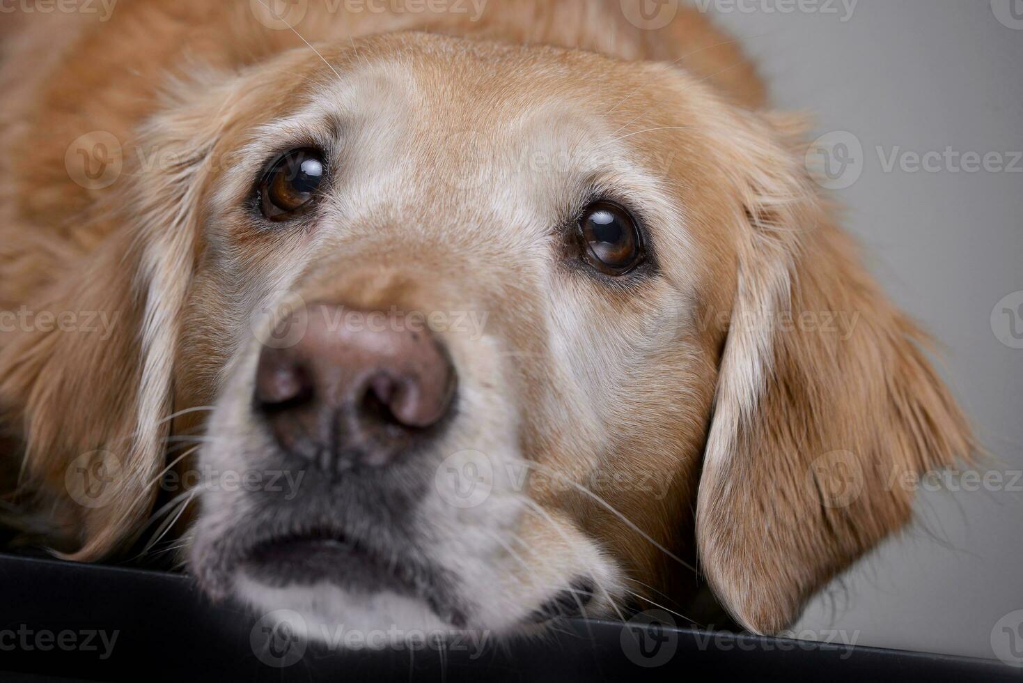 Portrait of an adorable Golden retriever photo