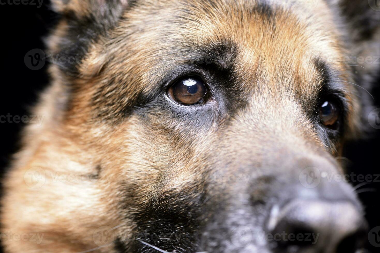Close Portrait of an adorable german shepherd dog photo