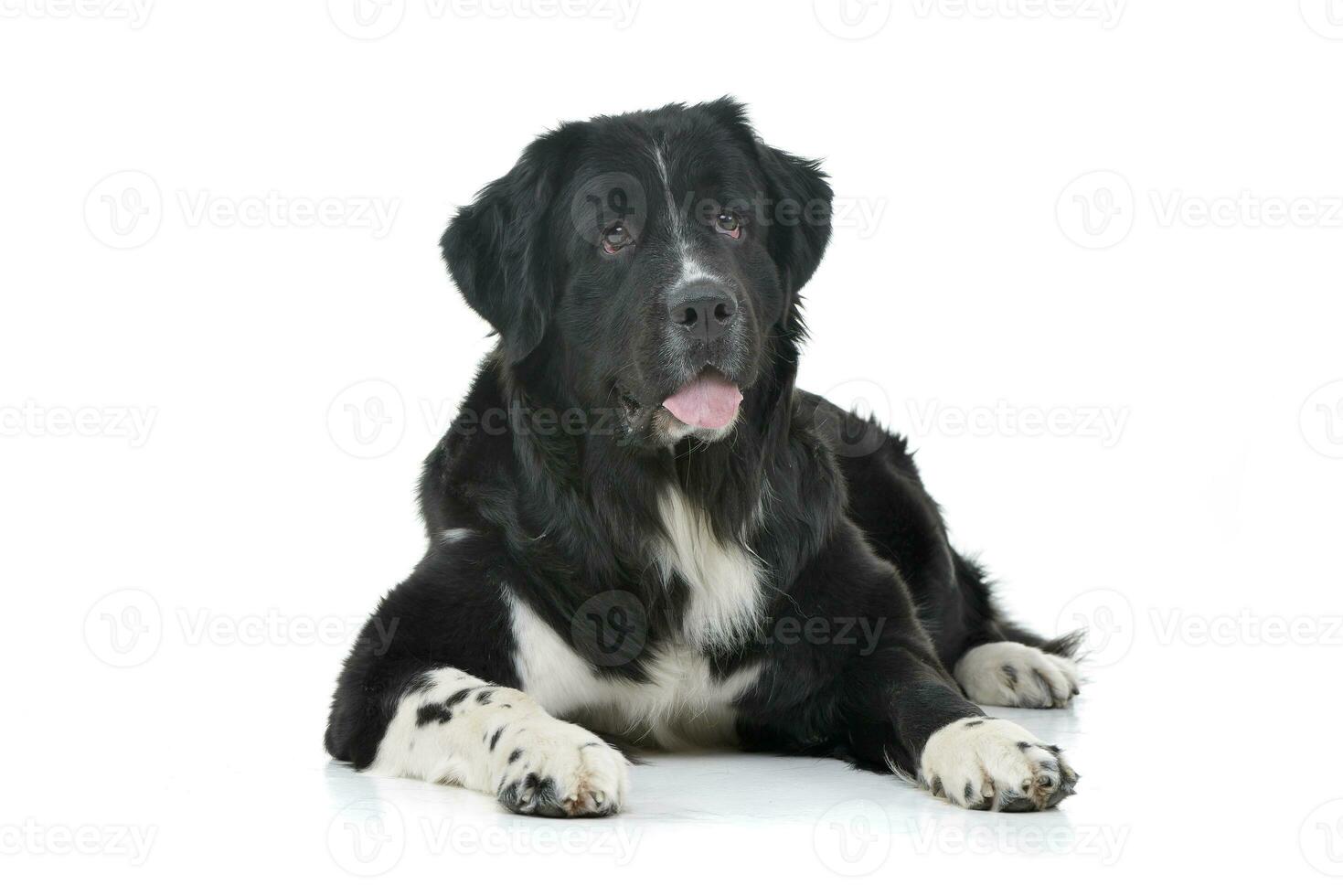 Studio shot of an adorable mixed breed dog photo