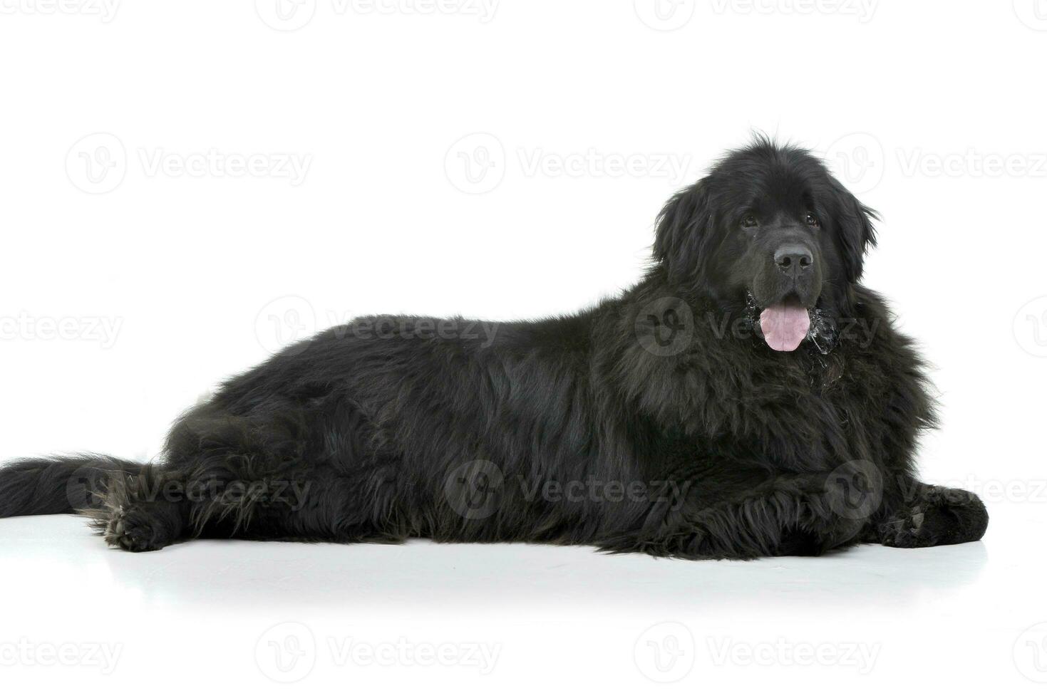 Studio shot of an adorable Newfoundland dog photo