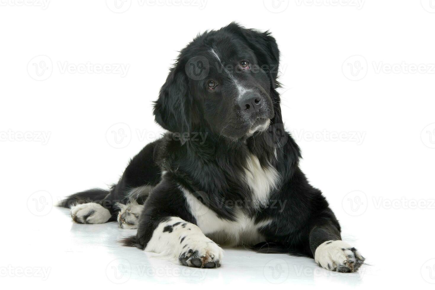 Studio shot of an adorable mixed breed dog photo