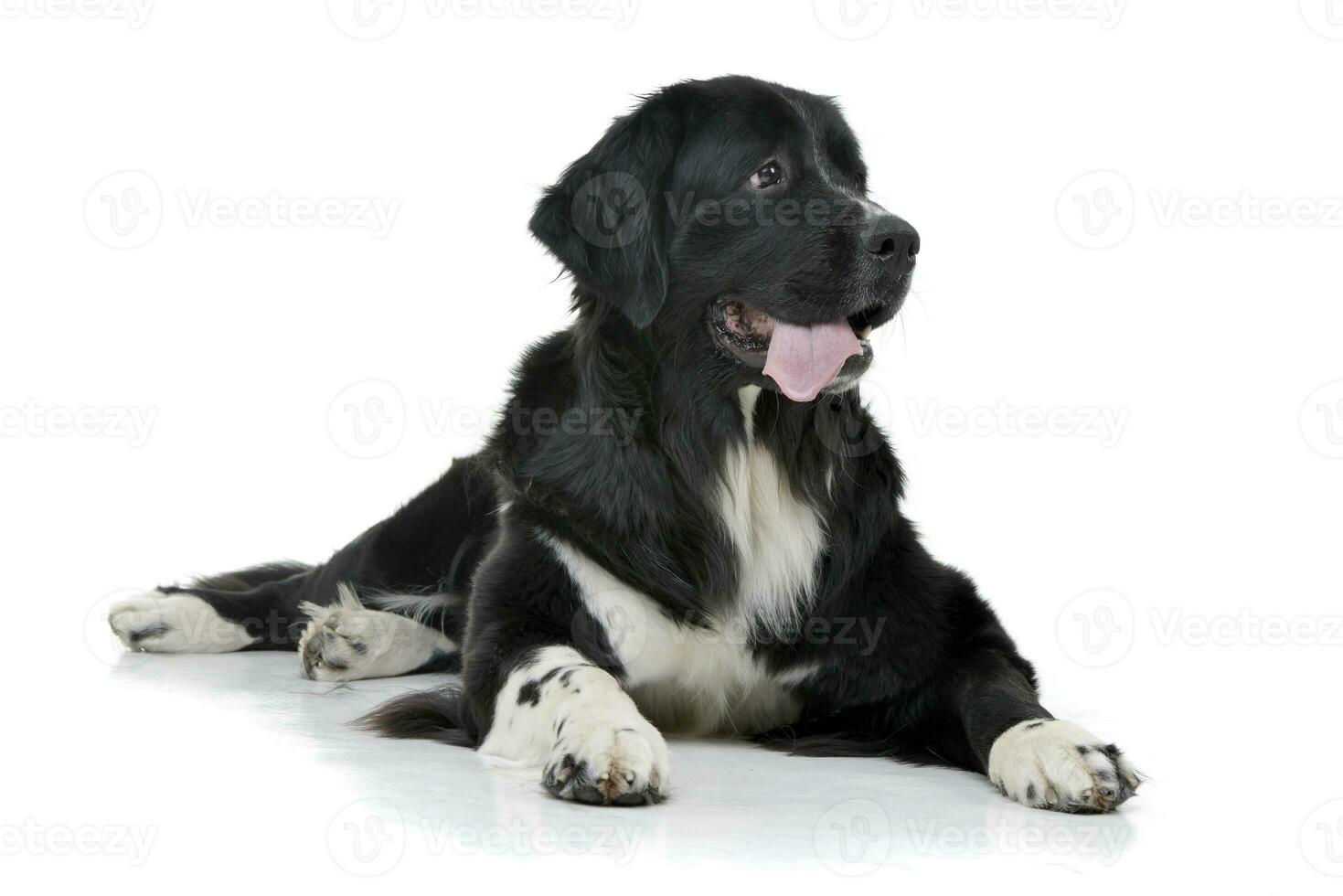 Studio shot of an adorable mixed breed dog photo