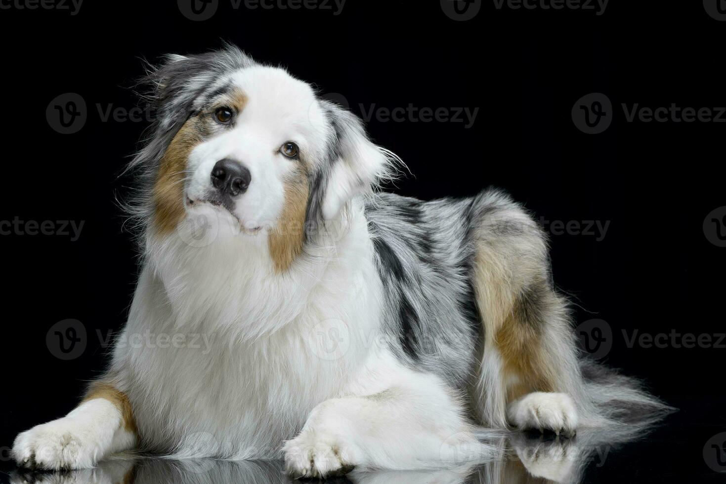 Studio shot of an adorable Australian shepherd photo