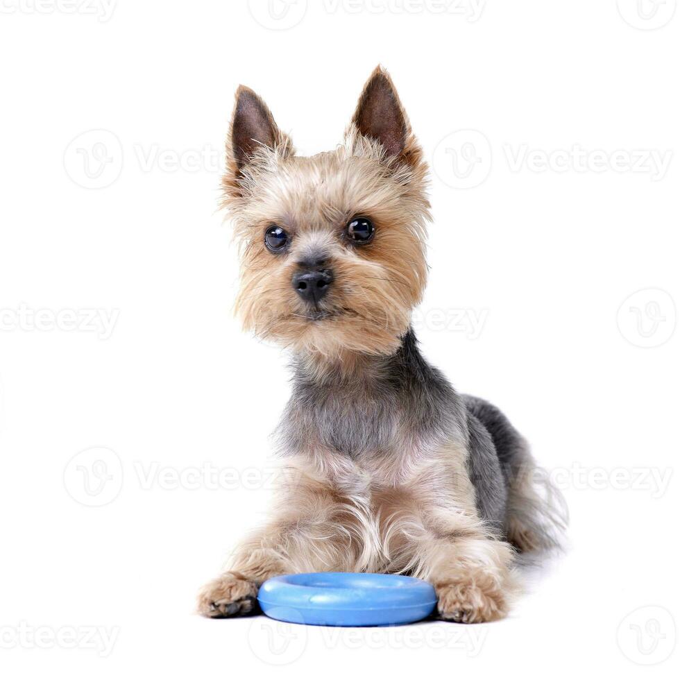 A cute Yorkshire Terrier with a blue rubber ring photo