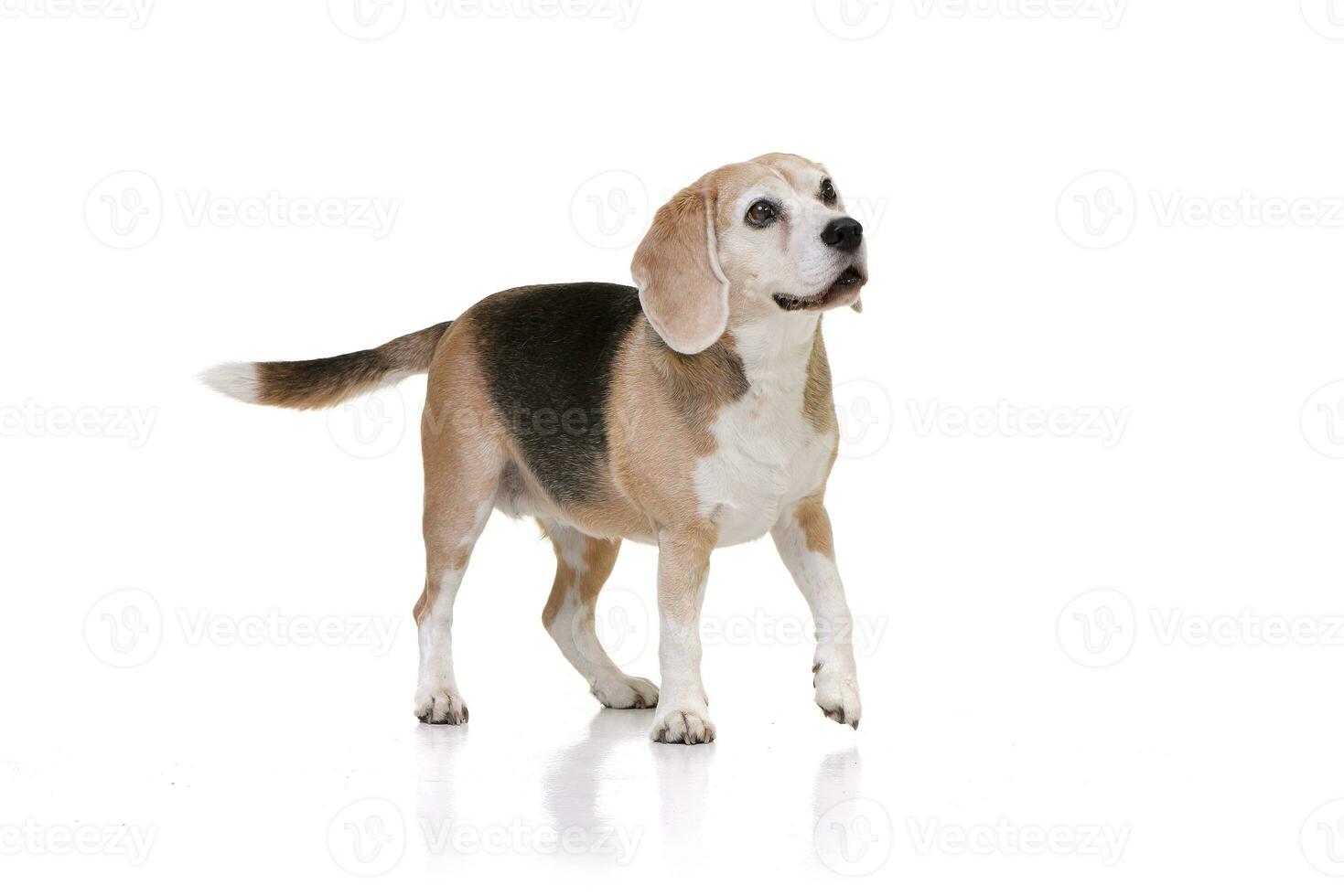 Studio shot of an adorable beagle photo