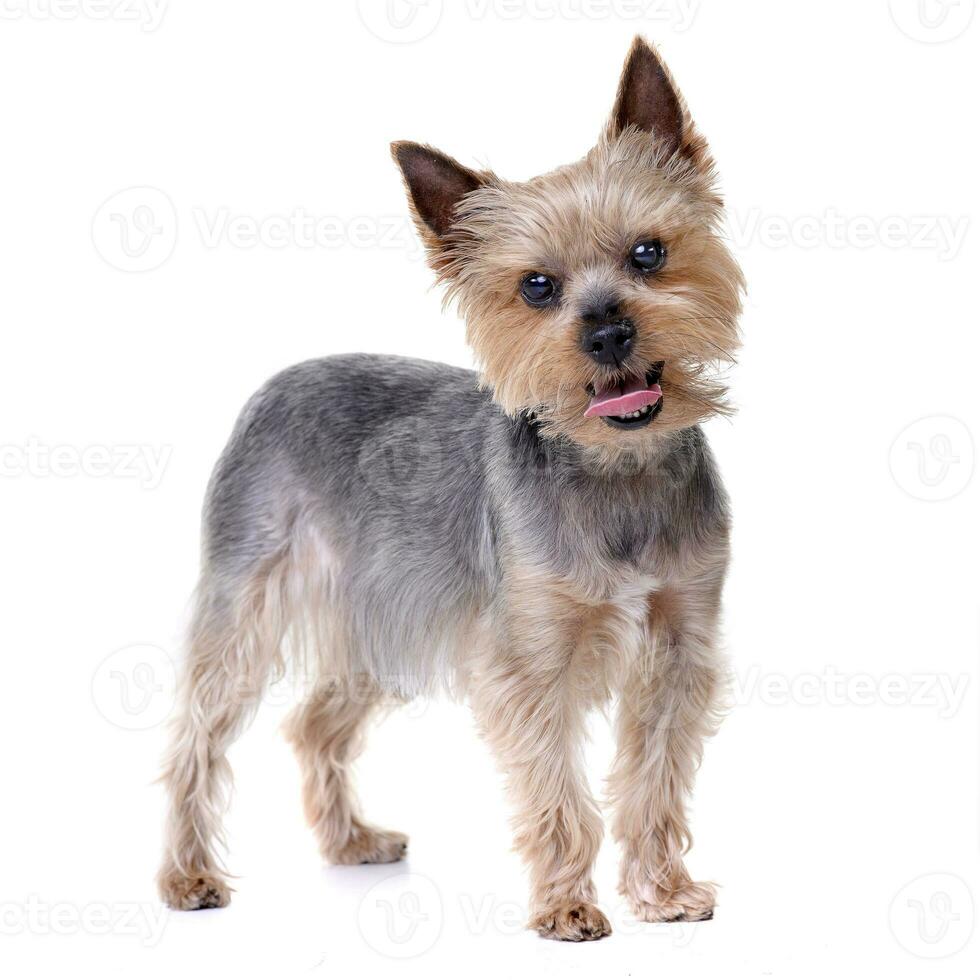 Studio shot of a cute Yorkshire Terrier photo