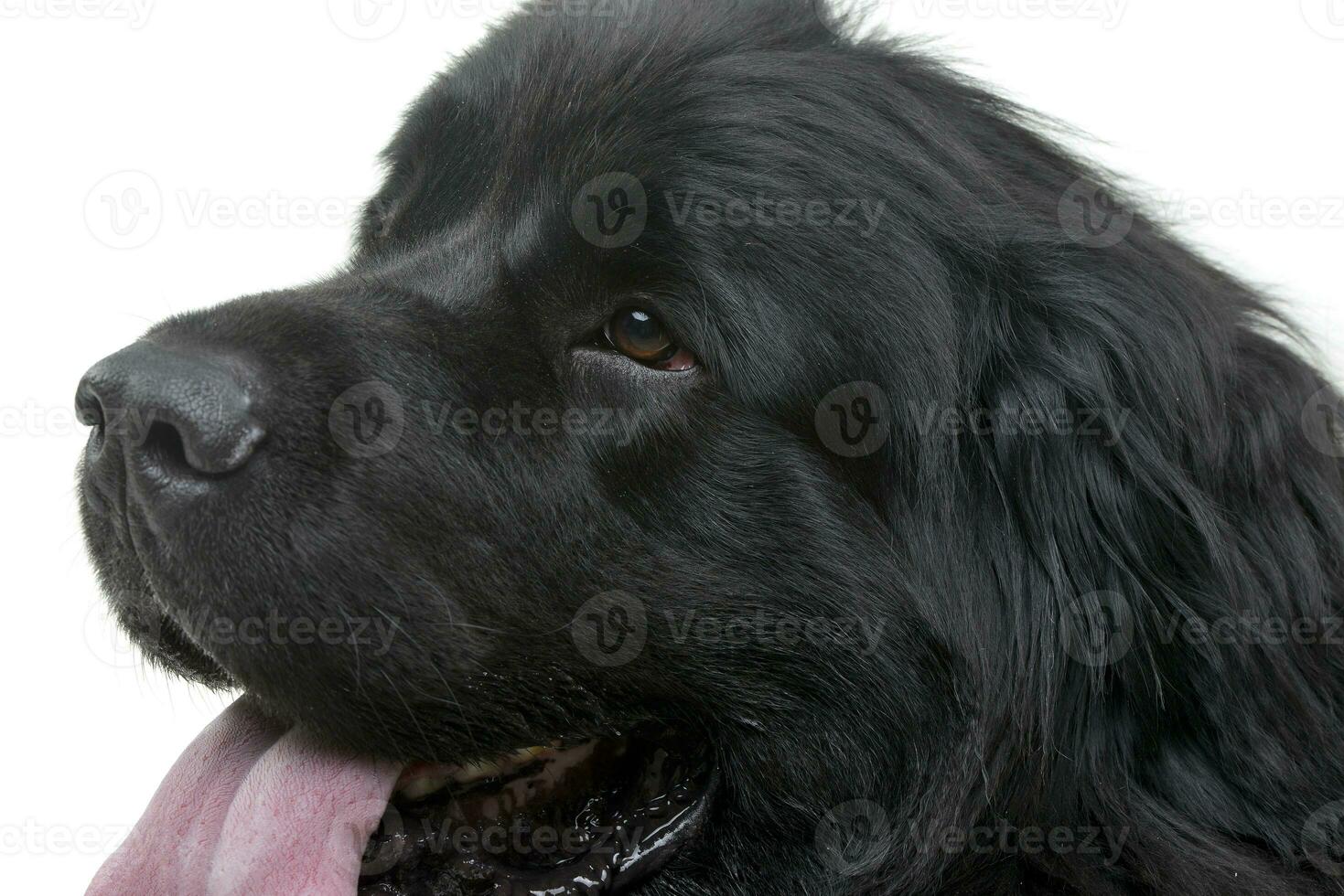 Portrait of an adorable Newfoundland dog photo