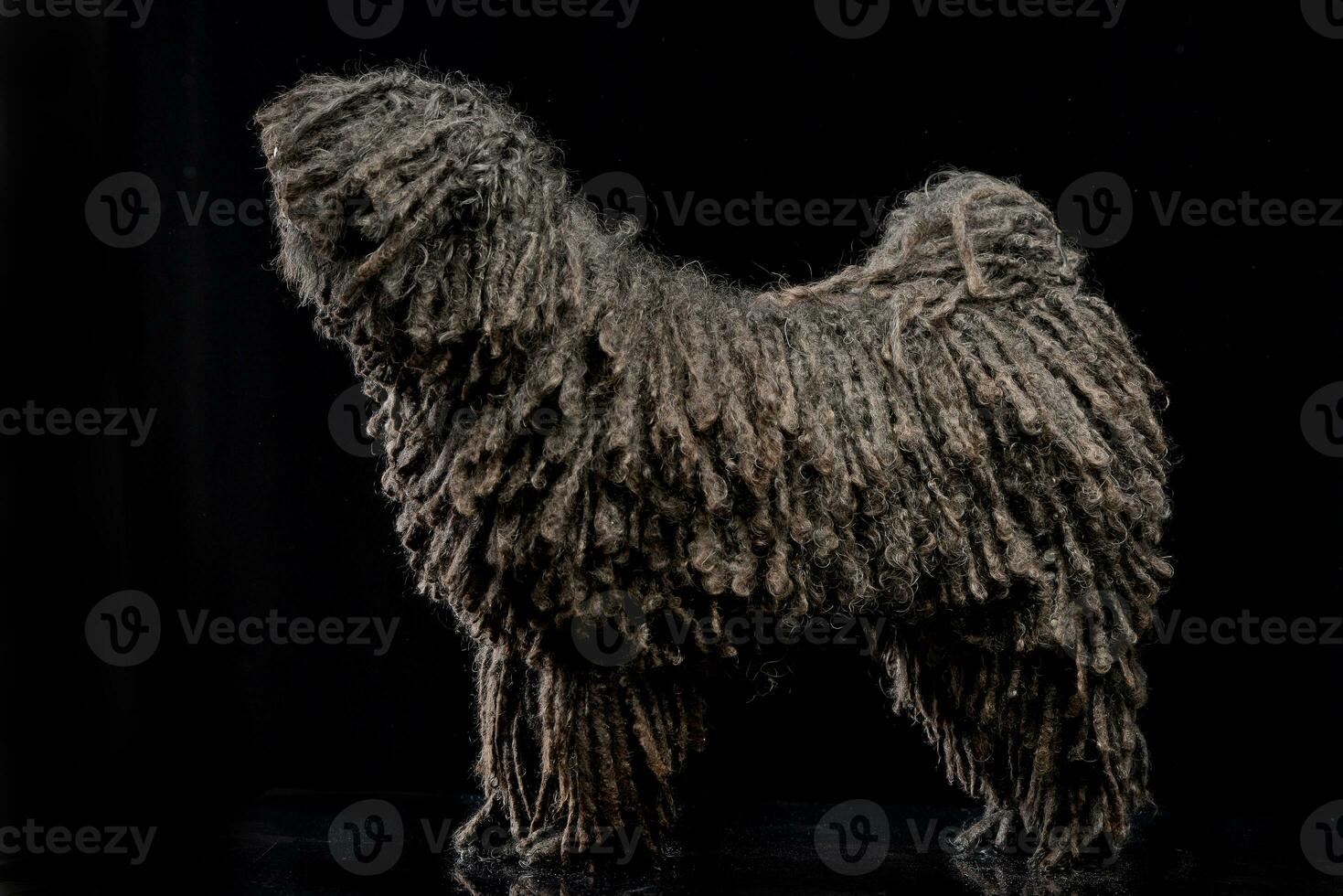 Studio shot of an adorable Puli photo