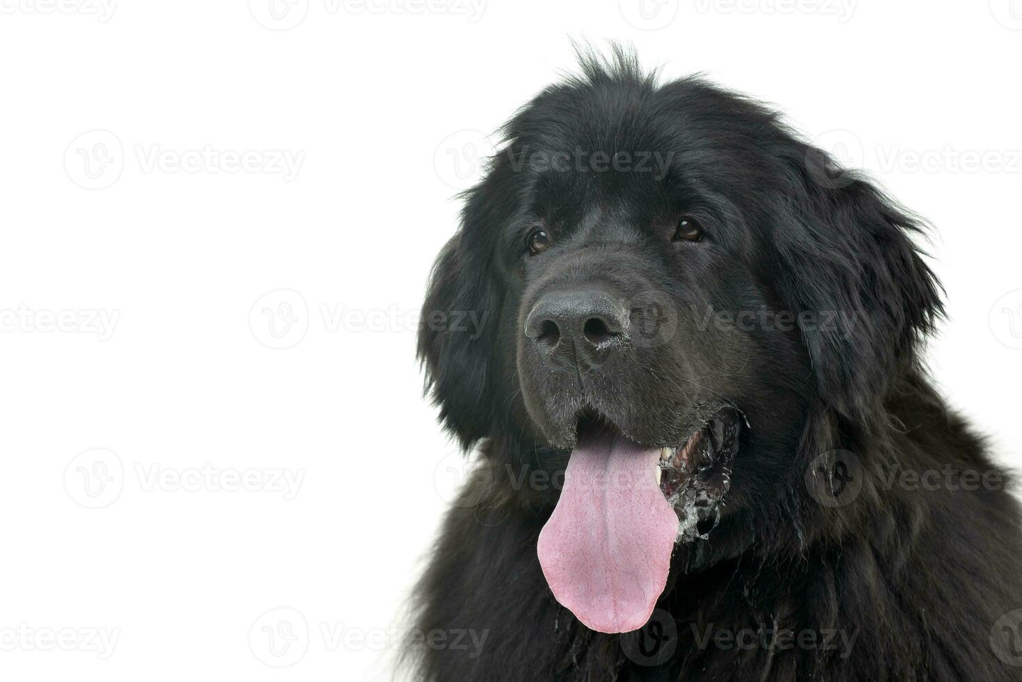 Portrait of an adorable Newfoundland dog photo