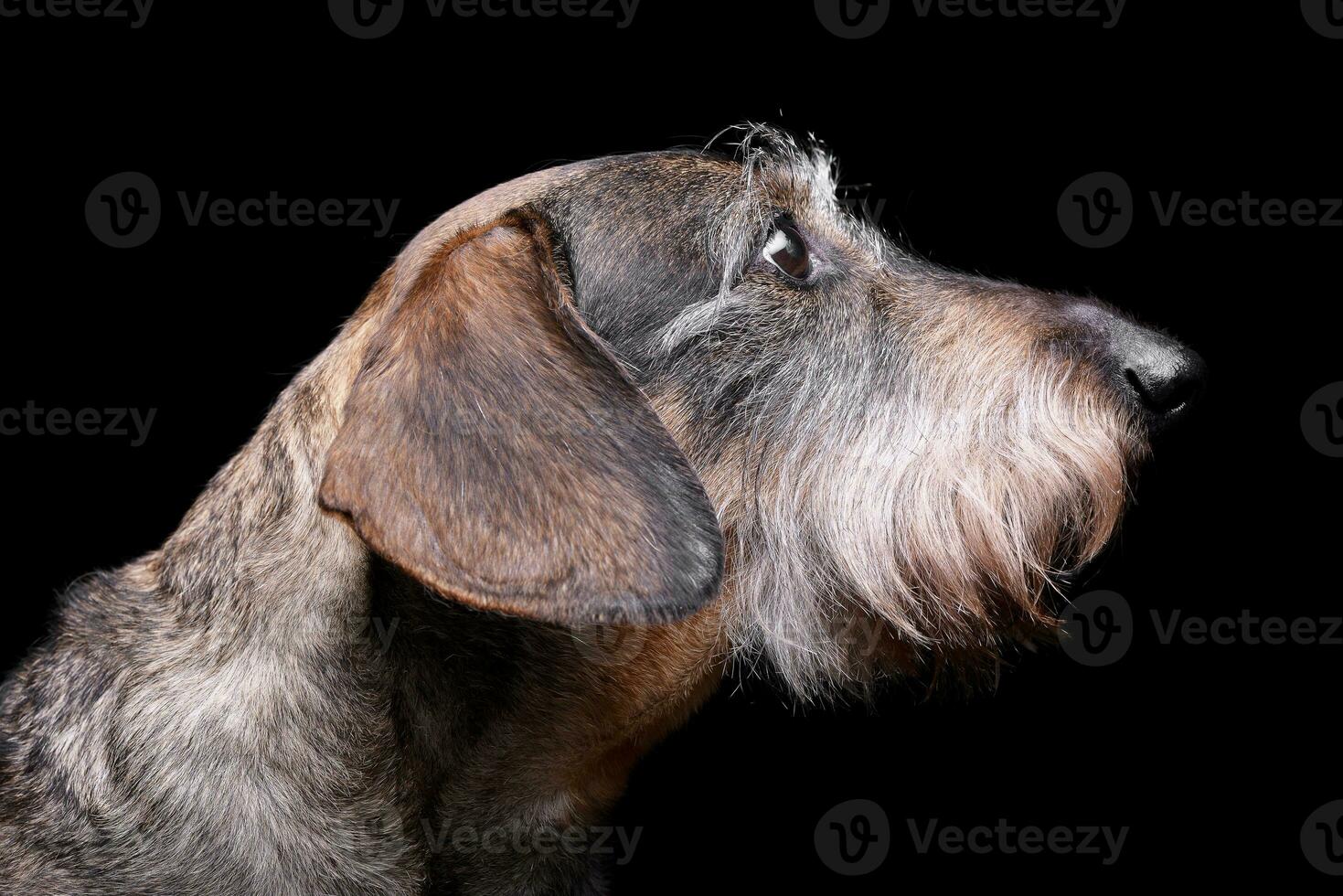 Portrait of an adorable Dachshund photo