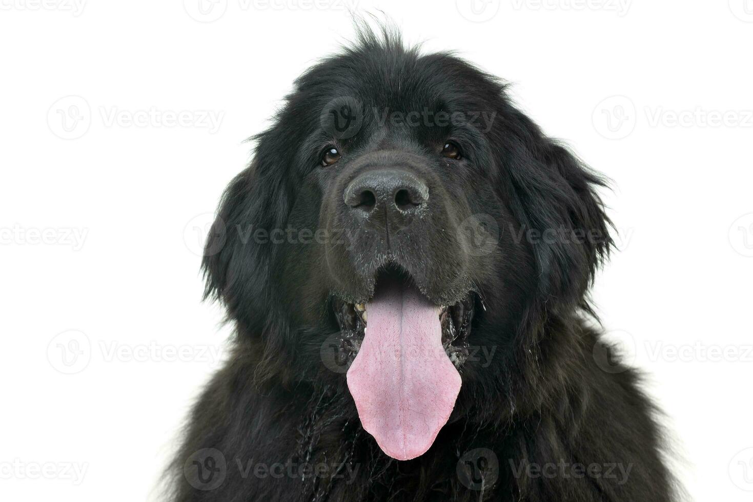 Portrait of an adorable Newfoundland dog photo