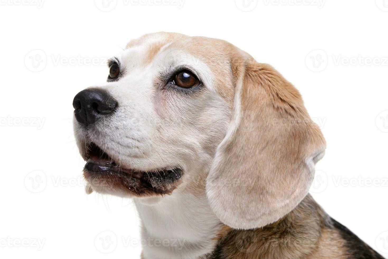 Portrait of an adorable beagle photo