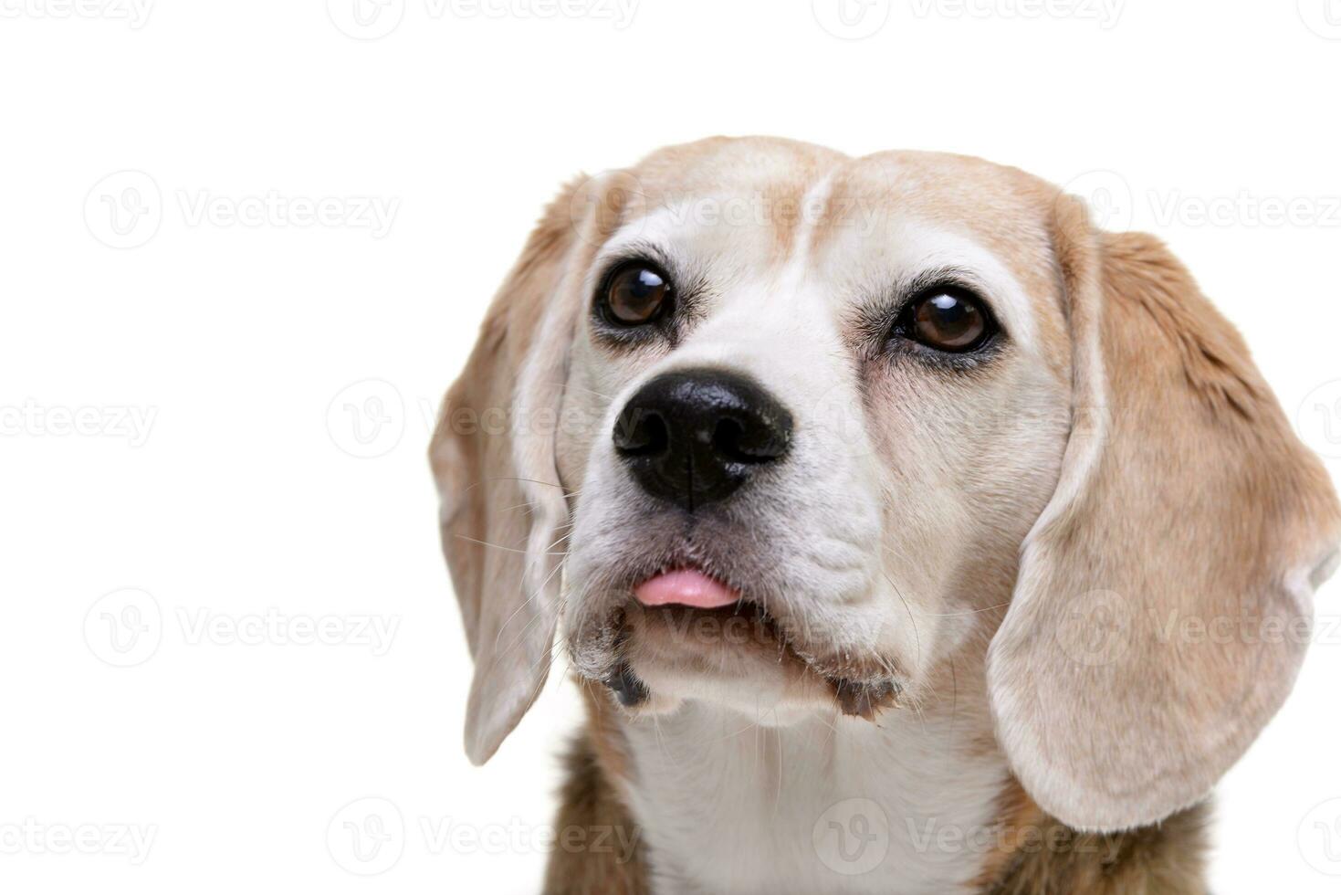 Portrait of an adorable beagle photo