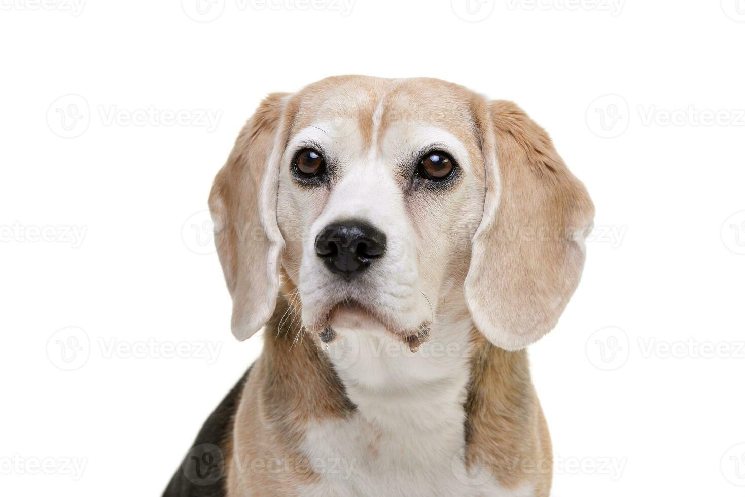 Portrait of an adorable beagle photo