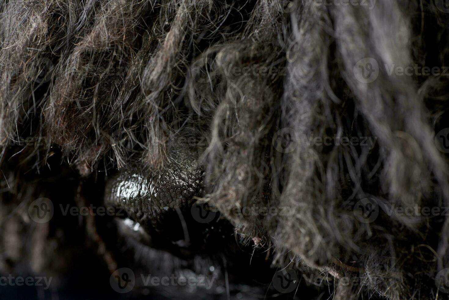 Close shot of an adorable Puli's nose photo