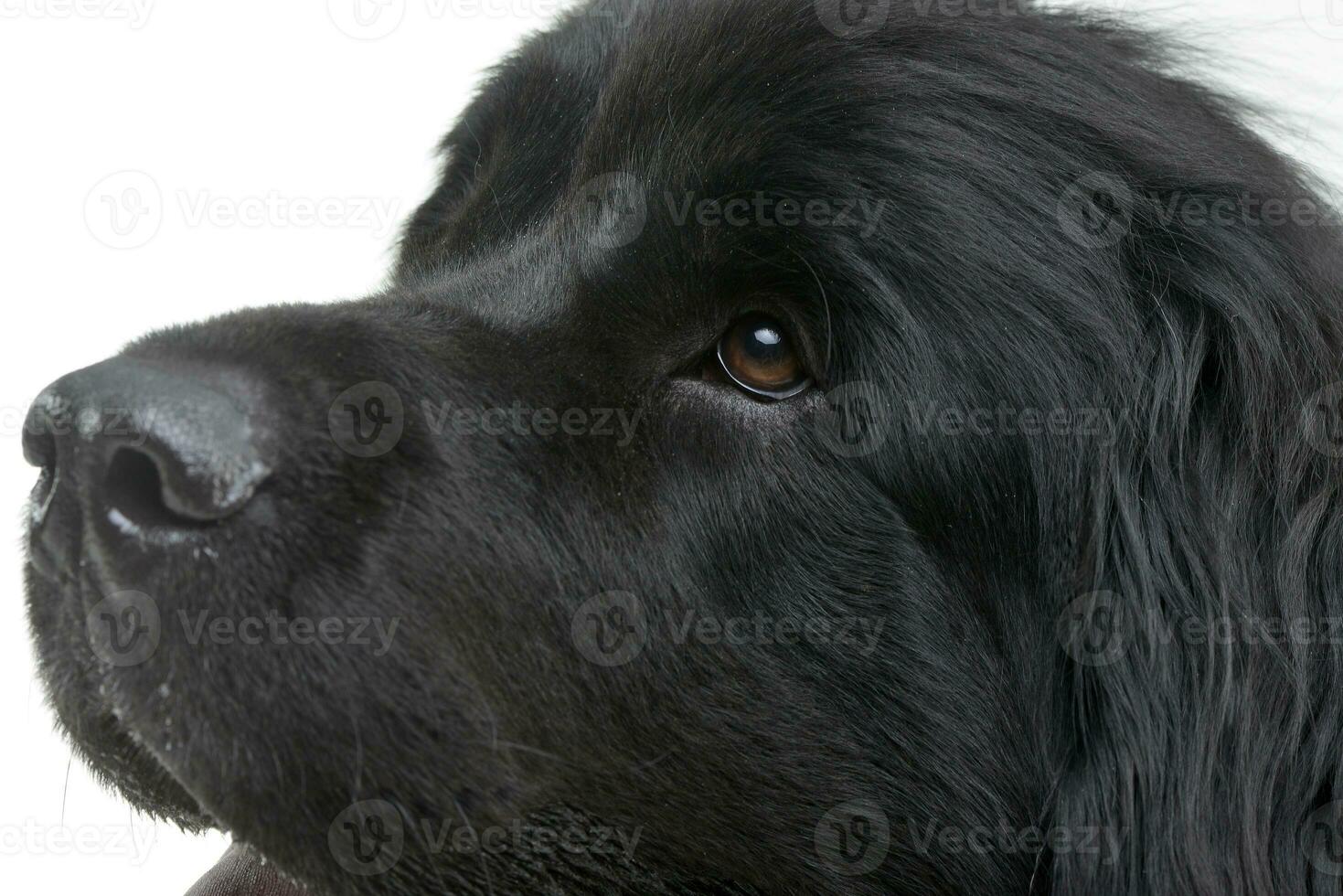 Portrait of an adorable Newfoundland dog photo