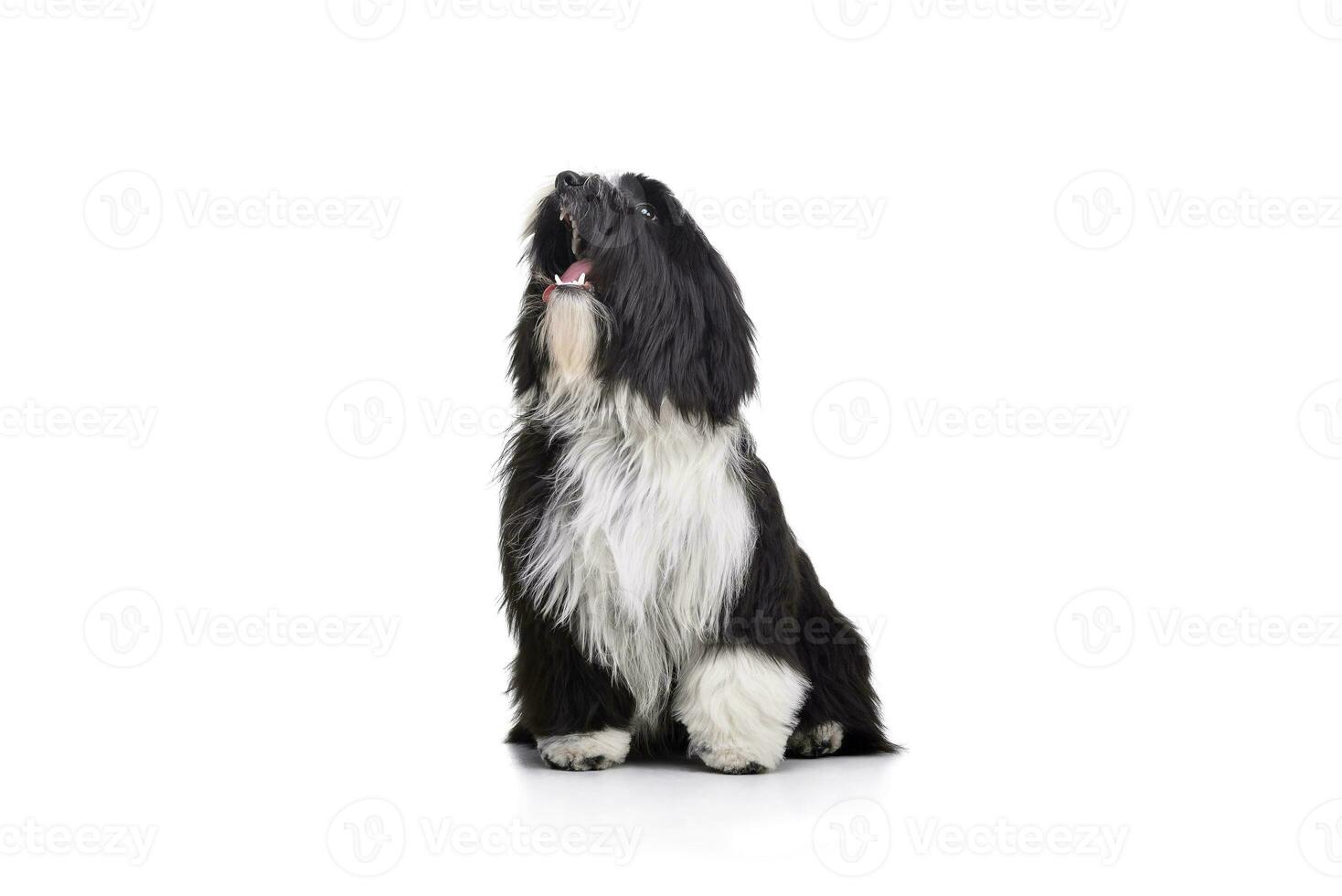 Studio shot of an adorable Tibetan Terrier sitting and barking on white background photo