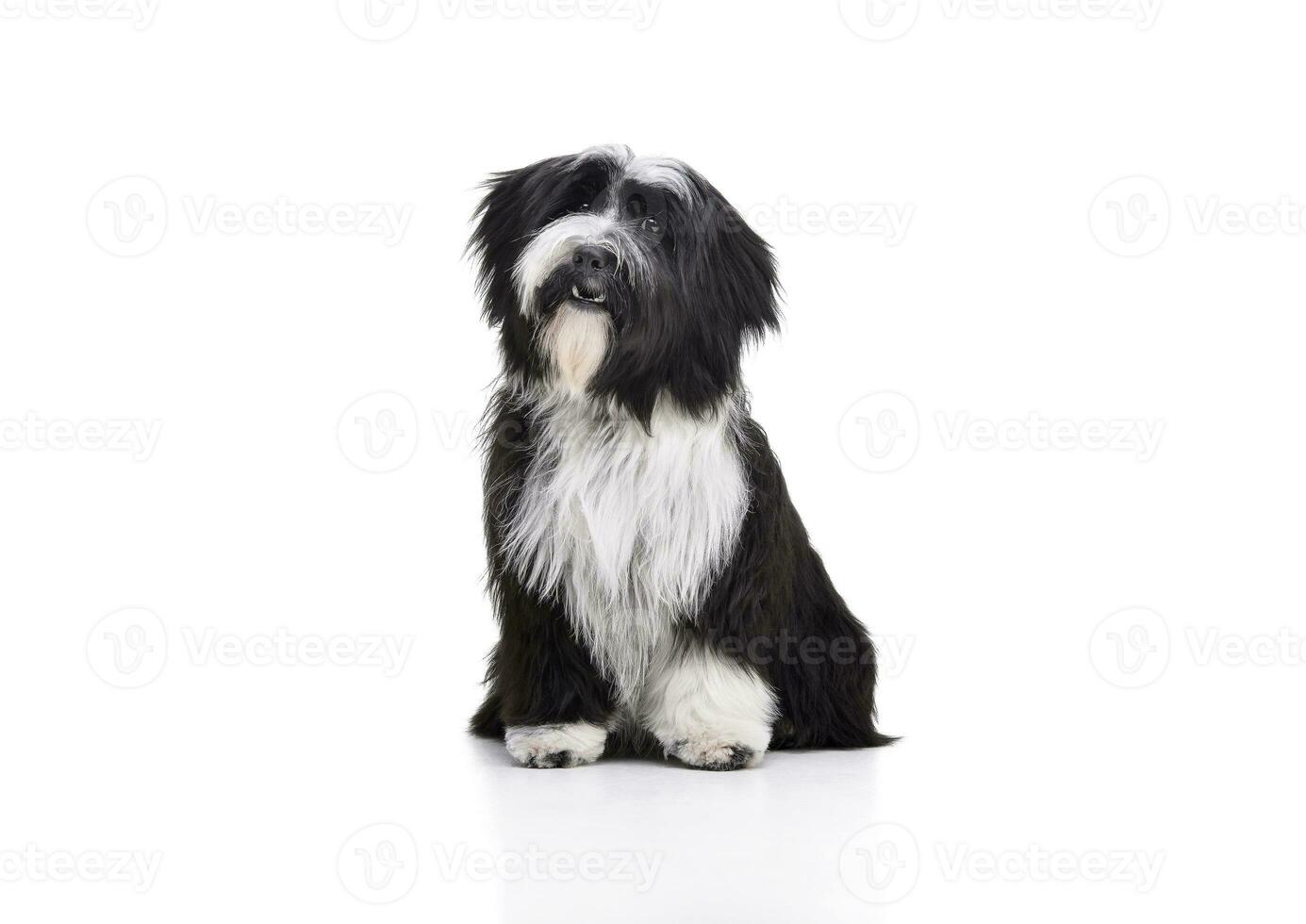 Studio shot of an adorable Tibetan Terrier looking curiously at the camera photo